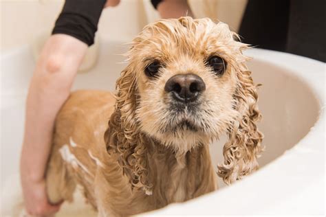 cocker spaniel skin allergies.